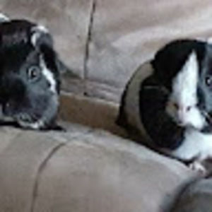 Meet your Posher, Melissa